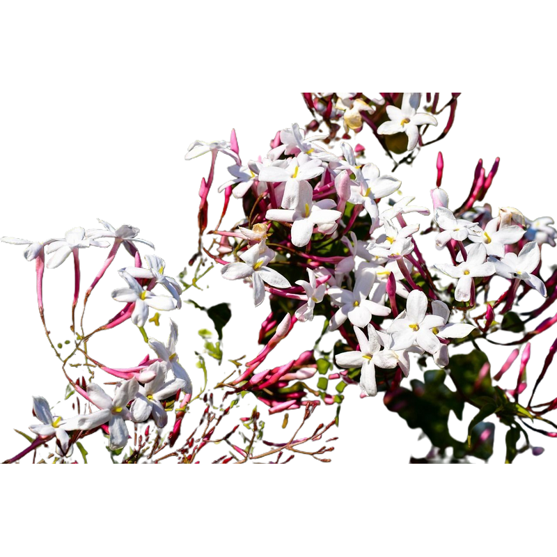 Jasminum polyanthum o Jazmín de invierno. Trepadora .Cuidados. Comprar  jazmin.