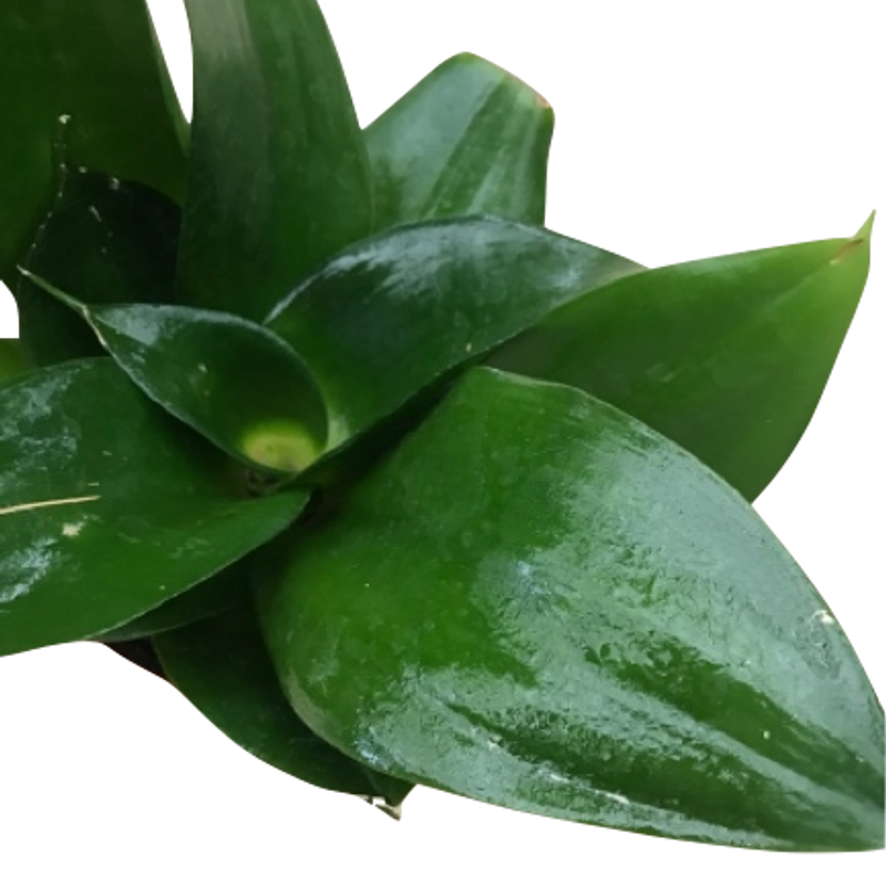 Sansevieria. Indoor plant. Buy plants online. Garden online