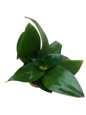 Sansevieria. Indoor plant. Buy plants online. Garden online