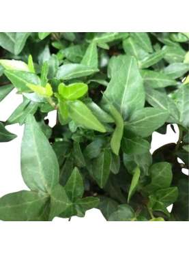 Ivy variegata mini- Hedera...
