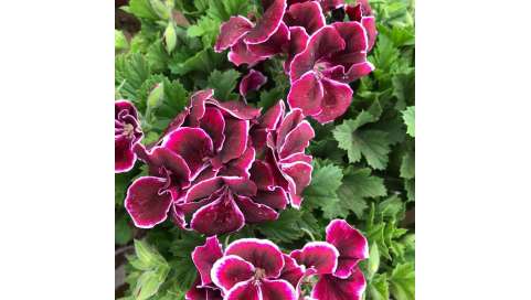 Pelargonium grandiflorum Natural Decor Centre Marbella Viveros González