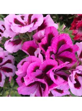 Pelargonium grandiflorum Natural Decor Centre Marbella Viveros González