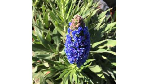 Echium candicans. Viveros González. Garden decor centre. Garden centre. Marbella