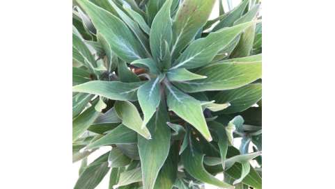 Echium candicans. Viveros González. Garden decor centre. Garden centre. Marbella
