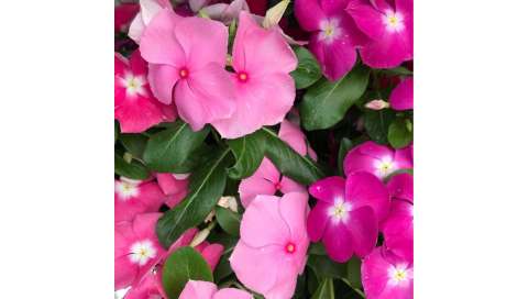 Vinca Catharanthus o Vinca Rosacea. Viveros González Natural Decor Centre Marbella