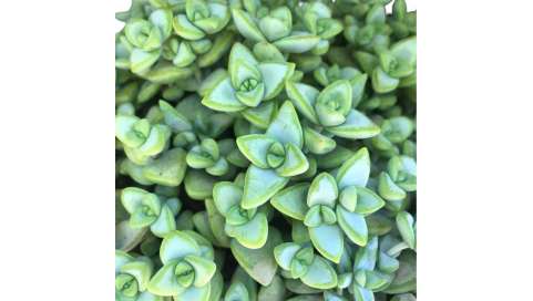 Crassula rupestris Natural Decor Centre Marbella Viveros González