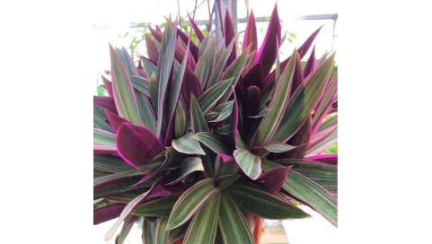 Tradescantia  Spathacea Natural Decor Centre Marbella Viveros González