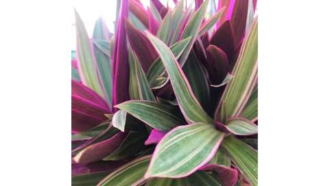 Tradescantia  Spathacea Natural Decor Centre Marbella Viveros González