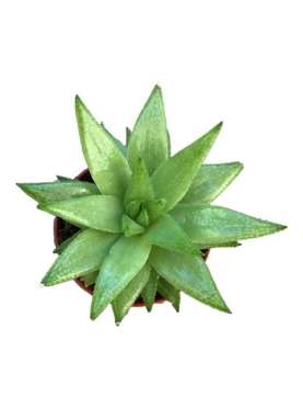 Haworthia viscosa, Aloe viscosa. Viveros González Natural decor Centre Marbella