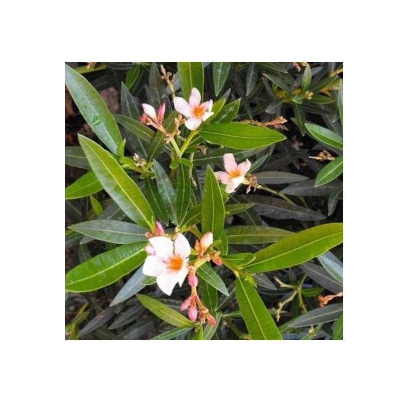Adelfa Enana - Nerium Oleander Nana. Natural Decor Centre Marbella Viveros Gonzalez