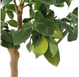 Citrus x lemon tree. C28/30