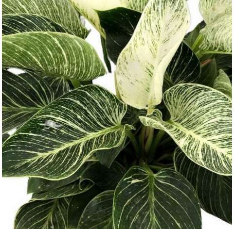 Philodendron Birkin.  Viveros González Natural decor Centre Marbella