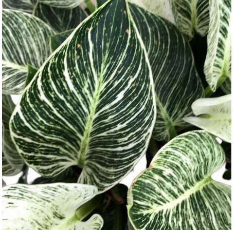 Philodendron Birkin.  Viveros González Natural decor Centre Marbella