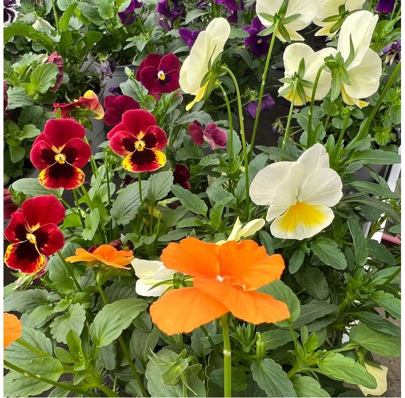 Mini pansy . Viola tricolor. Cares. Buy pansies.