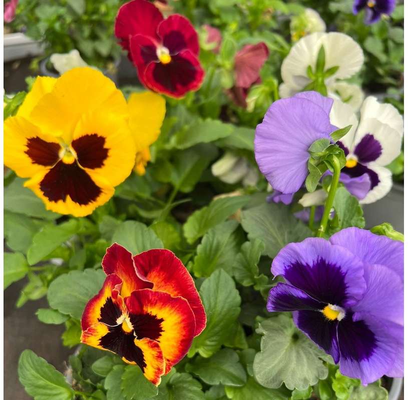 Pensamiento. Viola tricolor. Viveros González. Natural Garden Center Marbella.