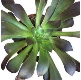 Aeonium arboreum - Crasa Cabeza Negra - Viveros Online