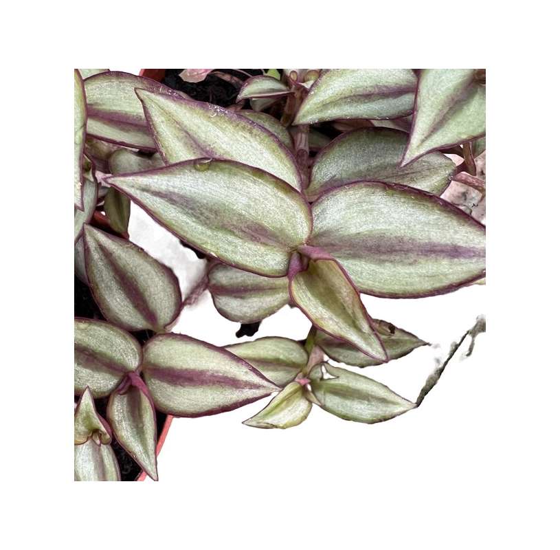 Tradescantia zebrina.