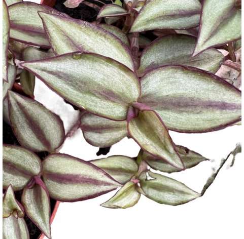 Tradescantia zebrina. C13 Viveros González Natural Decor Centre Marbella