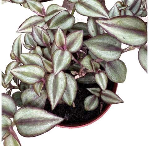 Tradescantia zebrina. C13 Viveros González Natural Decor Centre Marbella