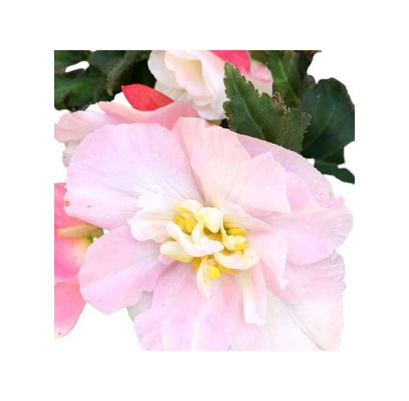 Begonia Non Stop. Comprar plantas online. Viveros Flores.