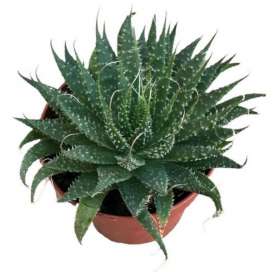Aloe Aristata, Torch Plant....