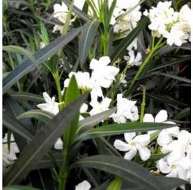 Adelfa-Nerium Oleander- Arbustos- Viveros González- Mediterranean shurbs-Garden centre.