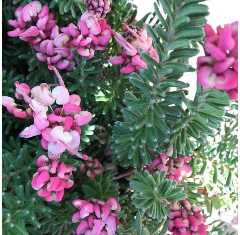 Grevillea  Lanicera Mount  Tamborutha Natural Decor Garden Centre Marbella Viveros González