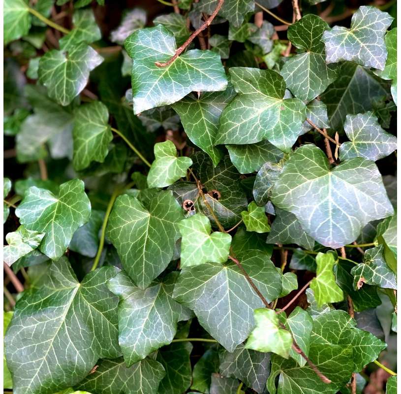 Hiedra  - Hedera Helix "mini" Natural Decor Centre Marbella Viveros González