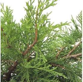 Juniperus horizontalis "Blue star" Natural Decor Centre Marbella Viveros González