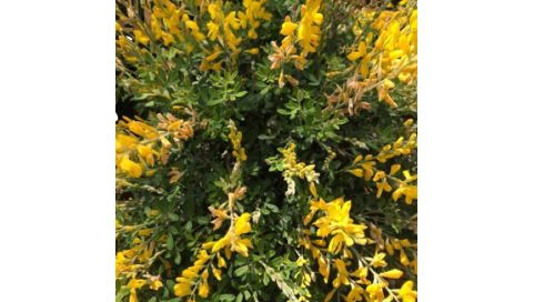 Cytisus maderensis.   Viveros González Natural Decor Centre Marbella