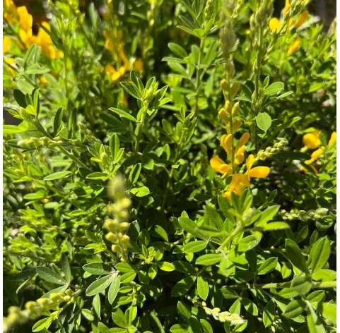 Cytisus maderensis.   Viveros González Natural Decor Centre Marbella