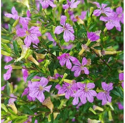 Cuphea hyssopifolia . Morado Viveros González Natural Decor Centre Marbella