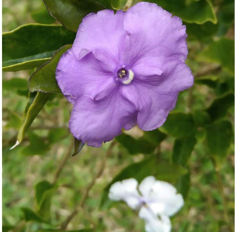 Brunfelsia Calycina Natural Decor Centre Marbella Viveros González