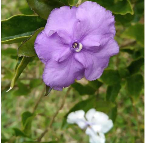 Brunfelsia Calycina Natural Decor Centre Marbella Viveros González