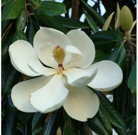 Magnolia gradiflora Natural Decor Centre marbella Viveros González