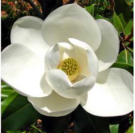 Magnolia gradiflora Natural Decor Centre marbella Viveros González