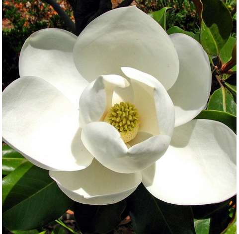 Magnolia gradiflora Natural Decor Centre marbella Viveros González