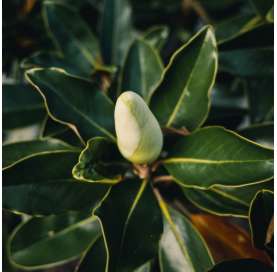 Magnolia gradiflora Natural Decor Centre marbella Viveros González