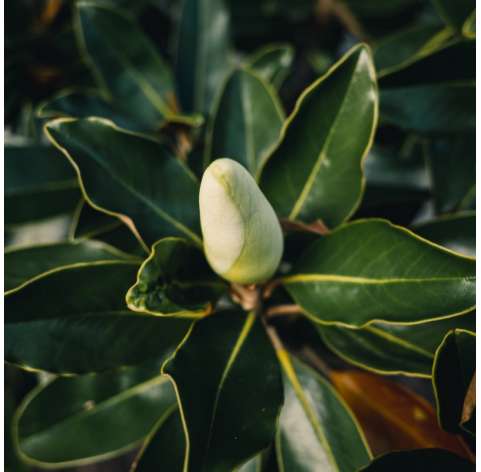 Magnolia gradiflora Natural Decor Centre marbella Viveros González