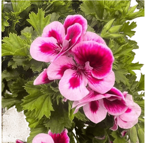 Pelargonium grandiflorum Natural Decor Centre Marbella Viveros González