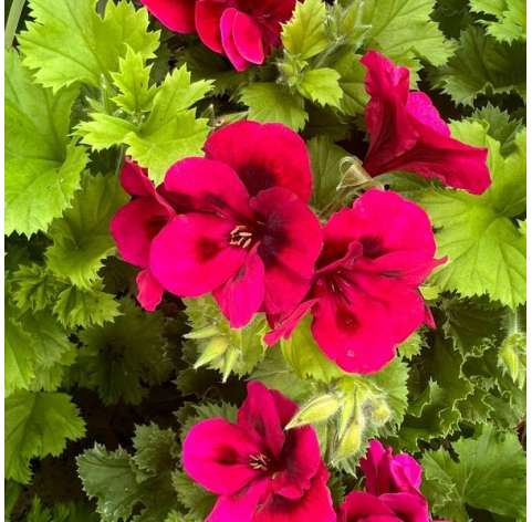 Pelargonium grandiflorum Natural Decor Centre Marbella Viveros González