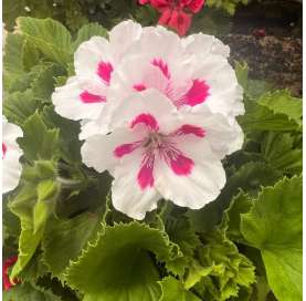 Pelargonium grandiflorum Natural Decor Centre Marbella Viveros González