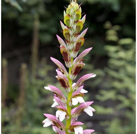 Acanthus mollis Natural Decor Centre Marbella Viveros González