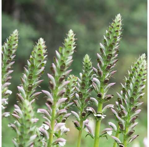 Acanthus mollis Natural Decor Centre Marbella Viveros González