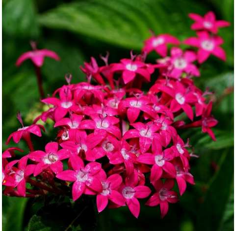 Pentas lanceolata Natural Decor Centre Marbella Viveros González