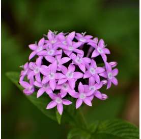 Pentas lanceolata Natural Decor Centre Marbella Viveros González