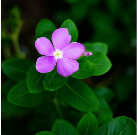 Vinca Catharanthus o Vinca Rosacea. Viveros González Natural Decor Centre Marbella