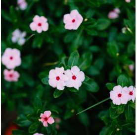 Vinca Catharanthus o Vinca Rosacea. Viveros González Natural Decor Centre Marbella