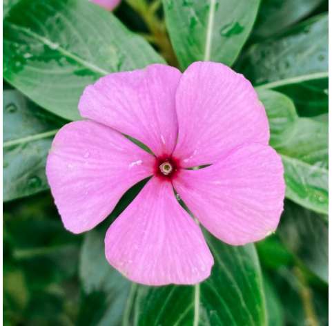 Vinca Catharanthus o Vinca Rosacea. Viveros González. Garden centre.  Natural Decor Centre Marbella