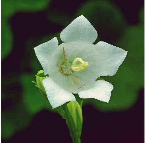 Platycodon grandiflorus Natural Decor Centre Marbella Viveros González